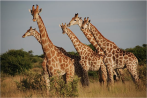 stacks_image_9E85E422-93CD-463F-9902-67516E735DBB